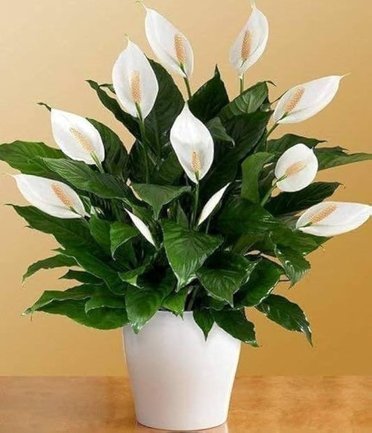 Peace Lily