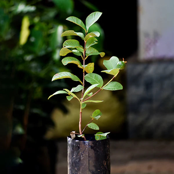 Thai Guava Plant
