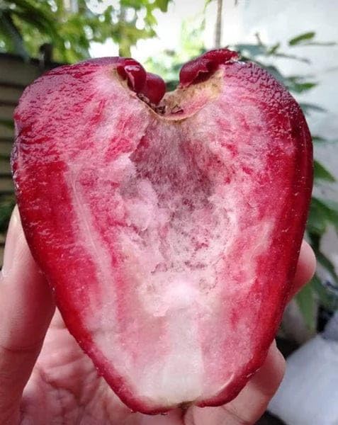 Bali Chamba Water Apple Fruit Plant