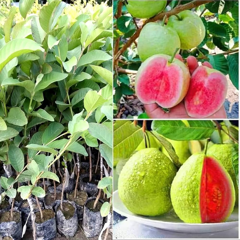 Thai Guava Plant