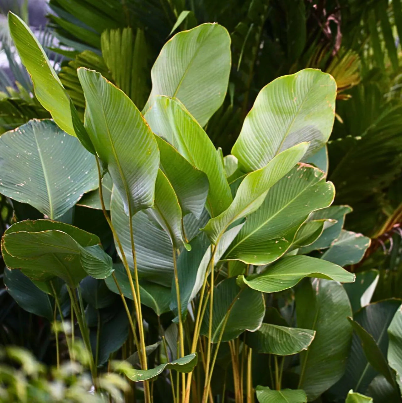 Calathea lutea – Eden Thottam