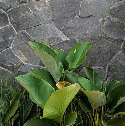 Calathea lutea