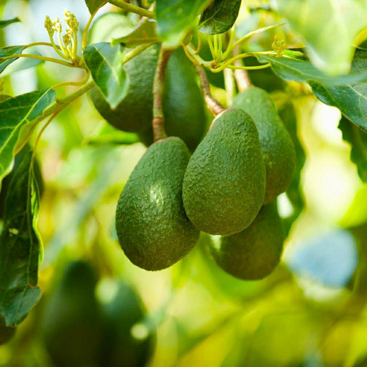 Avocado Fruit Plant (Butter Fruit)