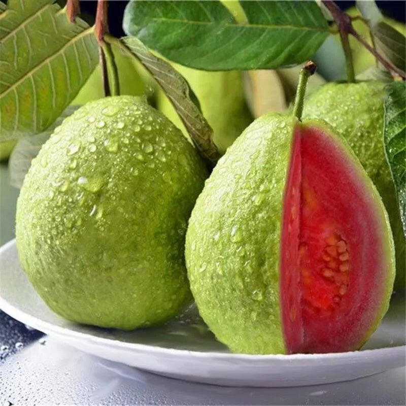 Thai Guava Plant